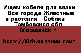 Ищем кобеля для вязки - Все города Животные и растения » Собаки   . Тамбовская обл.,Моршанск г.